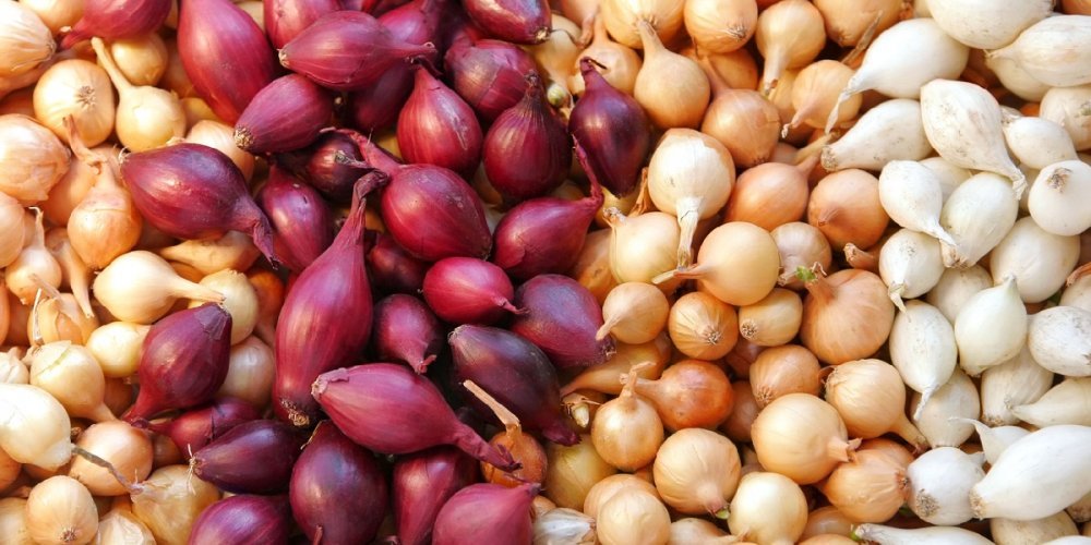 Oignons